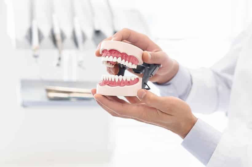 hands of dentist showing plastic jaw model